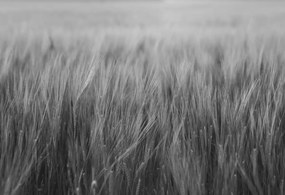 Tapet Rye Field, Black &amp; White, Rebel Walls