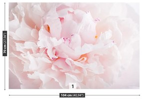 Fototapet roz Peony