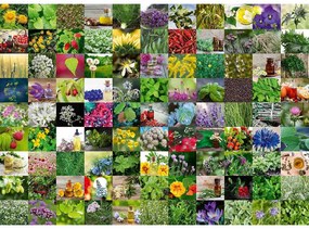 PUZZLE 99 DE PLANTE SI CONDIMENTE, 1000 PIESE - RAVENSBURGER (RVSPA15991)