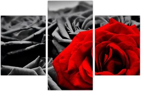 Tablou - Flori de trandafir (90x60 cm)