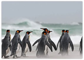 Tablou pe sticlă pinguini în ocean (70x50 cm)