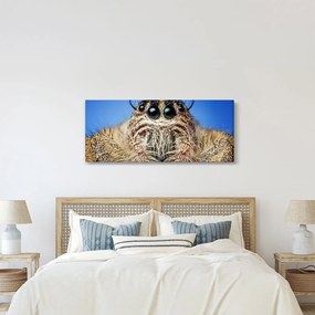 Tablou cu detalii a unui pâianjen (120x50 cm)