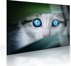 Tablou pe sticlă cu pisica (70x50 cm)