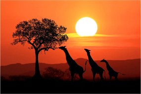 Tablou cu girafe în apus de soare (90x60 cm)