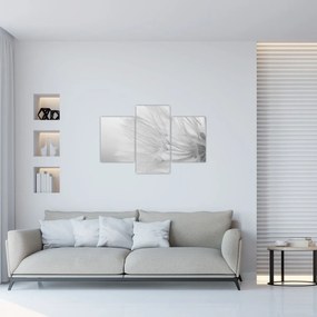 Tablou - Dandelion (90x60 cm)