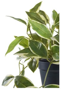 Plantă artificială (înălțime 33 cm) Hoya Carnosa – House Nordic