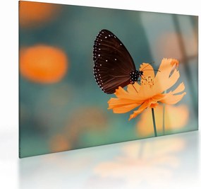 Tablou pe sticlă - fluture pe o floare portocalie (70x50 cm)