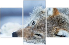 Tablou - Lup (90x60 cm)