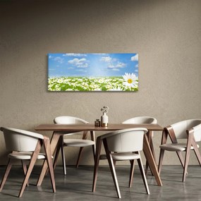 Tablou cu luncă înflorită cu margarete (120x50 cm)