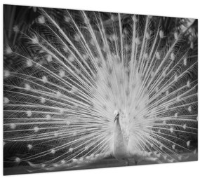 Tablou - Păun alb (70x50 cm)