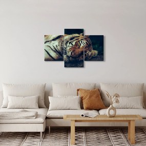Tablou - Tigrul Siberian (90x60 cm)