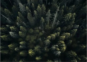 Tablou pe sticlă - Pădure (70x50 cm)