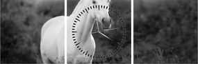Tablou - Cal alb în poină (cu ceas) (90x30 cm)