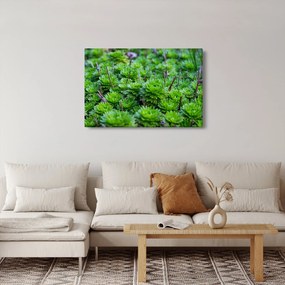 Tablou - Aloe (90x60 cm)