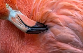 Fotografie Flamingo Close Up, Xavier	Ortega