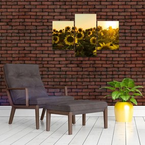 Tablou cu lan de floarea soarelui (90x60 cm)