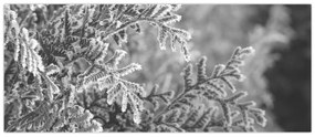 Tablou - Pădure de molid (120x50 cm)