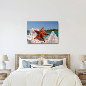 Tablou cu stea de mare (70x50 cm)