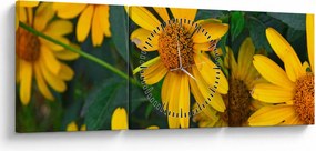 Tablou cu flori galbene (cu ceas) (90x30 cm)