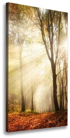 Tablou pe pânză canvas Pădure în toamna