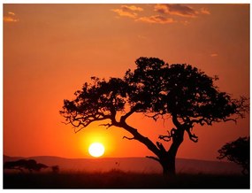 Fototapet - Africa: sunset