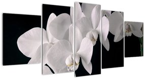 Tablou - orhidee albă (150x70cm)