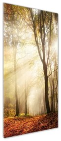 Tablou pe pe sticlă Pădure în toamna