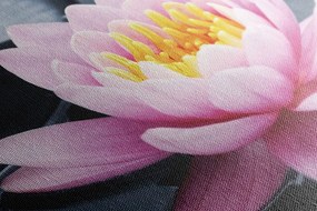 Tablou floare de lotus pe lac