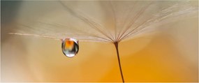 Tablou - Flori macro (120x50 cm)