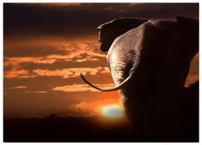 Tablou pe sticlă cu elefant (70x50 cm)