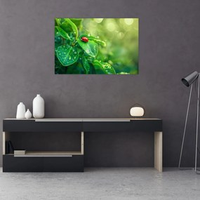 Tablou - Buburuza (90x60 cm)