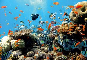 Fototapet - Recif de corali (152,5x104 cm), în 8 de alte dimensiuni noi