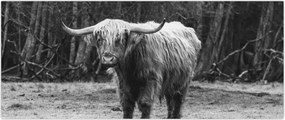 Tablou - Vacă scoțiană 3,alb-negru (120x50 cm)