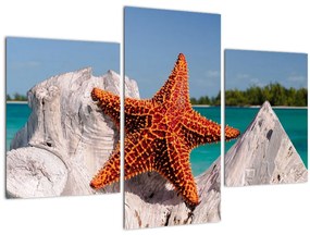 Tablou cu stea de mare (90x60 cm)