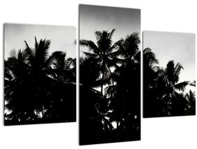 Tablou alb negru - palmieri (90x60 cm)