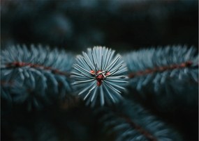 Tablou pe sticlă -Crenguțe ale unui conifer (70x50 cm)