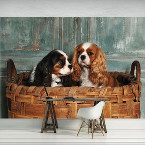 Fototapet - Câini (152,5x104 cm), în 8 de alte dimensiuni noi