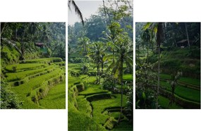 Tablou cu terasele cu orez Tegalalang, Bali (90x60 cm)