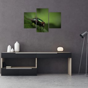 Tablou - Musca (90x60 cm)