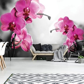 Fototapet - Orhidee (152,5x104 cm)
