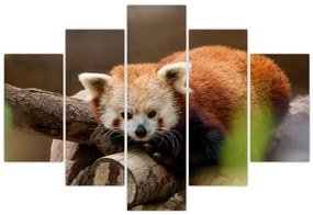 Tablou cu panda roșie (150x105 cm)