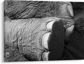 Tablou - Picior de elefant (70x50 cm)