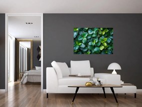 Tablou - Plante verzi (90x60 cm)