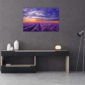 Tablou câmpului cu lavandă (90x60 cm)