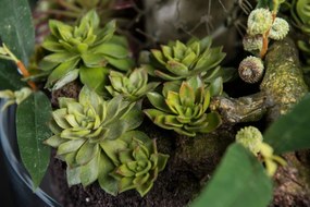 Aranjament floral elegant, design LUX CACTUS GRASS