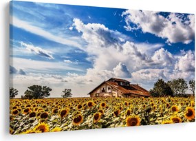 Tablou cu câmp de floarea soarelui (90x60 cm)