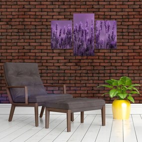 Tablou - Lavanda (90x60 cm)
