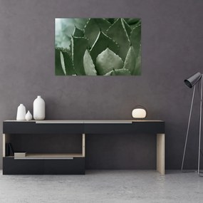Tablou - Agave verde (90x60 cm)