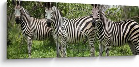 Tablou cu zebre (cu ceas) (90x30 cm)