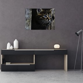 Tablou pe sticlă cu pisicuța (70x50 cm)